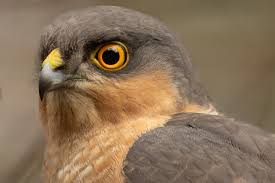 Attēlu rezultāti vaicājumam “Accipiter nisus female”