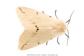 Attēlu rezultāti vaicājumam “Spilosoma lutea”