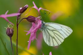 Attēlu rezultāti vaicājumam “Pieris napi male”
