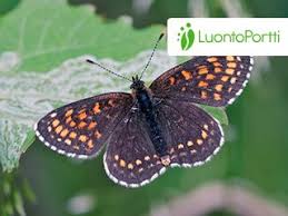 Attēlu rezultāti vaicājumam “Melitaea diamina”