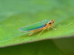 Attēlu rezultāti vaicājumam “Cicadellidae”