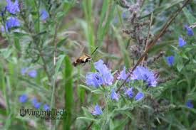 Attēlu rezultāti vaicājumam “Echium vulgare bud”