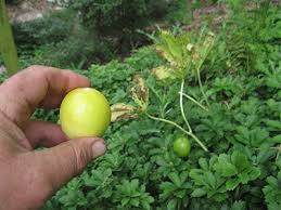 Attēlu rezultāti vaicājumam “Podophyllum hexandrum fruit”