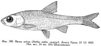 Image result for Rutilus caspicus