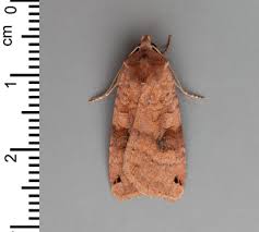 Attēlu rezultāti vaicājumam “Xestia baja”