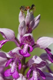 Attēlu rezultāti vaicājumam “Orchis militaris”