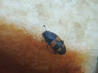 Attēlu rezultāti vaicājumam “Glischrochilus grandis”