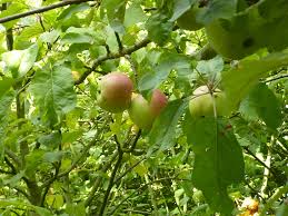 Attēlu rezultāti vaicājumam “Malus sylvestris”