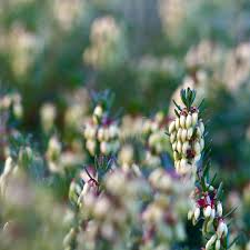 Attēlu rezultāti vaicājumam “Calluna vulgaris bud”