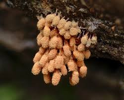 Attēlu rezultāti vaicājumam “Heterotrichia oerstedii (syn. Arcyria oerstedii) spores”