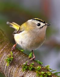 Attēlu rezultāti vaicājumam “Regulus regulus”