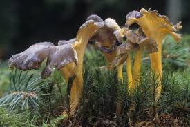 Attēlu rezultāti vaicājumam “Cantharellus lutescens”