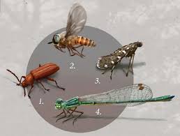 Attēlu rezultāti vaicājumam “Insecta”