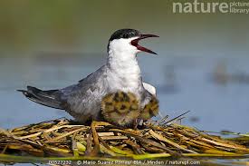 Attēlu rezultāti vaicājumam “Chlidonias hybrida”