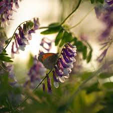 Attēlu rezultāti vaicājumam “Coenonympha pamphilus”