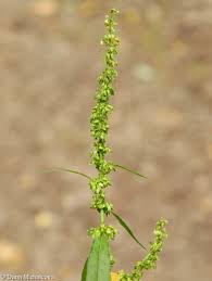 Attēlu rezultāti vaicājumam “Rumex obtusifolius fruit”