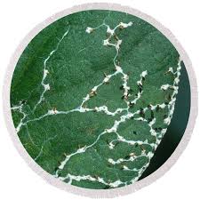 Attēlu rezultāti vaicājumam “Diachea leucopodia”