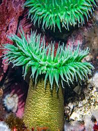 Attēlu rezultāti vaicājumam “Urocystis anemones”