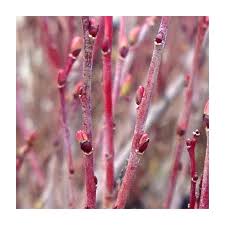 Attēlu rezultāti vaicājumam “Salix purpurea leaf”