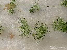 Attēlu rezultāti vaicājumam “Nitella sp.”