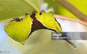 Attēlu rezultāti vaicājumam “Cerura vinula larva”