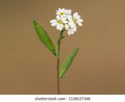 Attēlu rezultāti vaicājumam “Berteroa incana flower”
