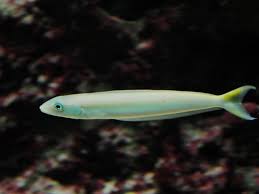 Image result for Malacanthus plumieri