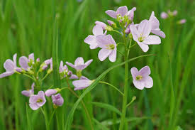Attēlu rezultāti vaicājumam “Cardamine pratensis leaf”