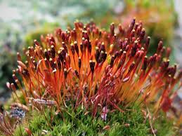 Attēlu rezultāti vaicājumam “Splachnum ampullaceum sporophyte”