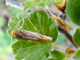 Attēlu rezultāti vaicājumam “Nematopogon sp.”