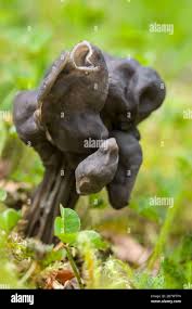 Attēlu rezultāti vaicājumam “Helvella lacunosa”