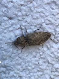 Attēlu rezultāti vaicājumam “Agrypnus murinus”