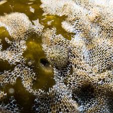 Attēlu rezultāti vaicājumam “Bryozoa”
