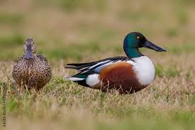 Attēlu rezultāti vaicājumam “Anas clypeata”