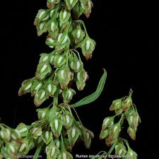 Attēlu rezultāti vaicājumam “Rumex aquaticus fruit”
