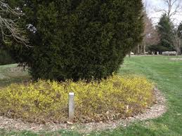 Attēlu rezultāti vaicājumam “Forsythia viridissima”