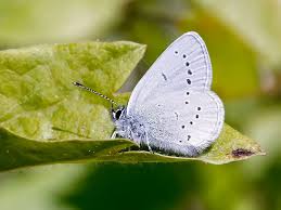 Attēlu rezultāti vaicājumam “Cupido minimus underside”