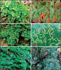 Attēlu rezultāti vaicājumam “Jungermannia hyalina cells”