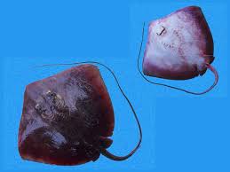 Image result for Hypanus longus