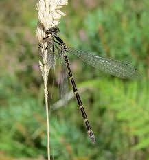 Attēlu rezultāti vaicājumam “Enallagma cyathigerum female”