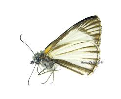 Attēlu rezultāti vaicājumam “Hesperiidae”