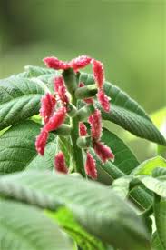 Attēlu rezultāti vaicājumam “Juglans mandshurica female flower”