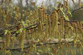 Attēlu rezultāti vaicājumam “Carpinus betulus female flower”