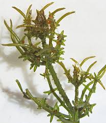 Attēlu rezultāti vaicājumam “Chara tomentosa”