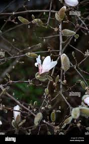 Attēlu rezultāti vaicājumam “Magnolia kobus flower”