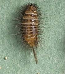 Attēlu rezultāti vaicājumam “Anthrenus sp. larva”