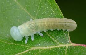 Attēlu rezultāti vaicājumam “Trichiosoma larva”