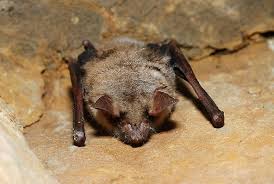 Attēlu rezultāti vaicājumam “Myotis sp.”