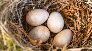 Attēlu rezultāti vaicājumam “Erithacus rubecula nest”