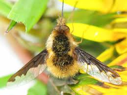 Attēlu rezultāti vaicājumam “Bombyliidae”